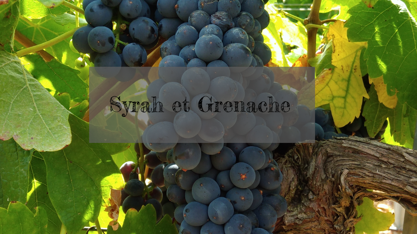 Notre sélection des vins Syrah grenache à découvrir